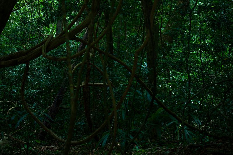 © Q - Image from the Three monkeys... well, maybe four photography project