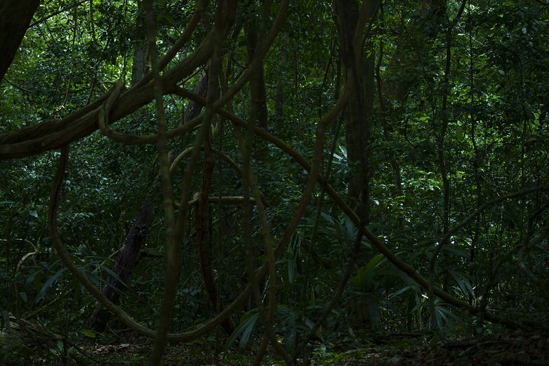 © Q - “Jungle III”, Guatemala Rainforest