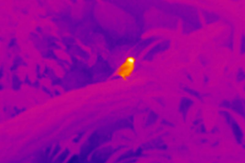 © Q - Image from the Three monkeys... well, maybe four photography project