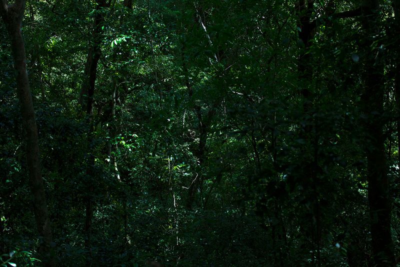 © Q - Image from the Three monkeys... well, maybe four photography project