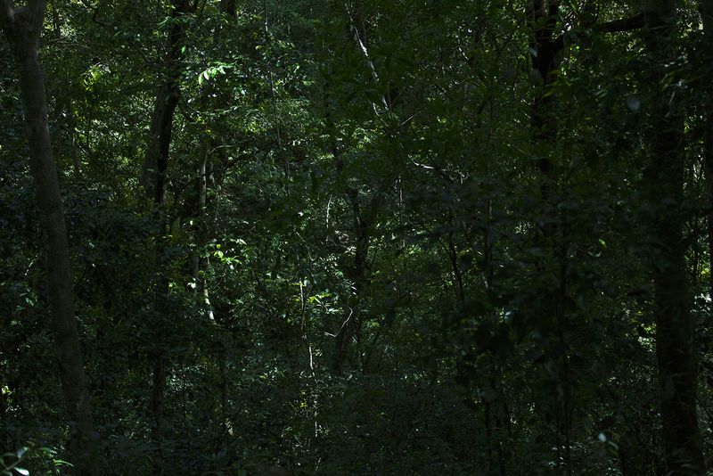© Q - “Jungle I”, Guatemala Rainforest