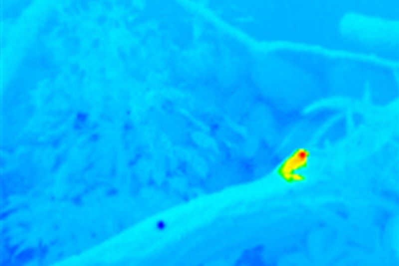 © Q - “Thermal frog”, Belize Rainforest