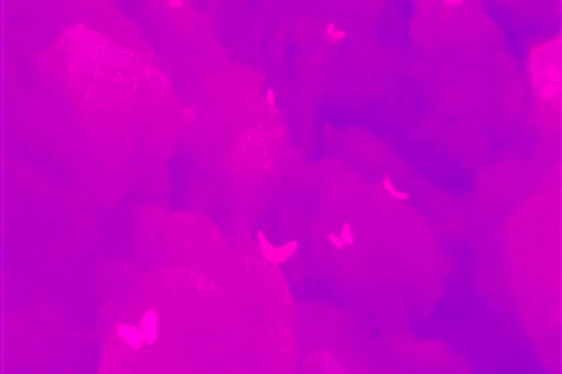 © Q - Image from the Three monkeys... well, maybe four photography project