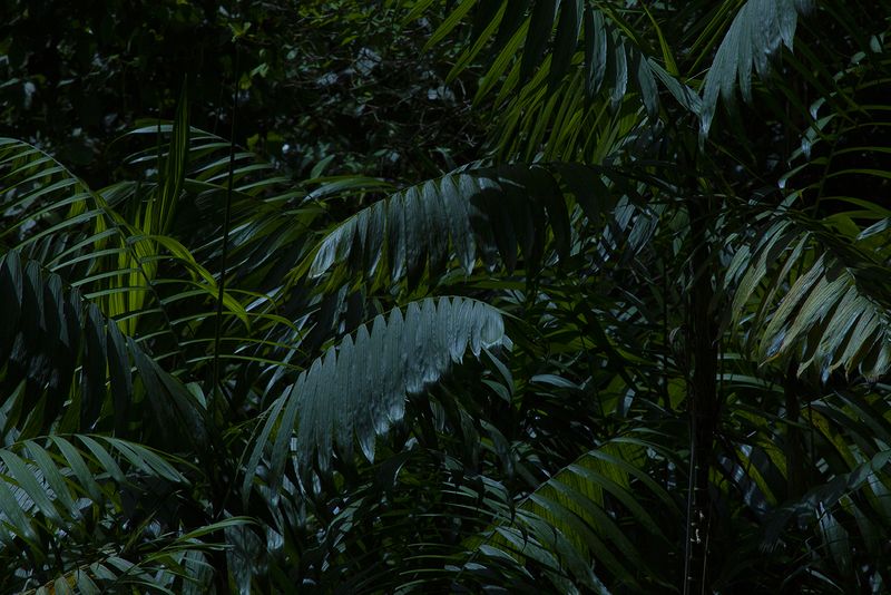 © Q - “Trees”, Belize Rainforest