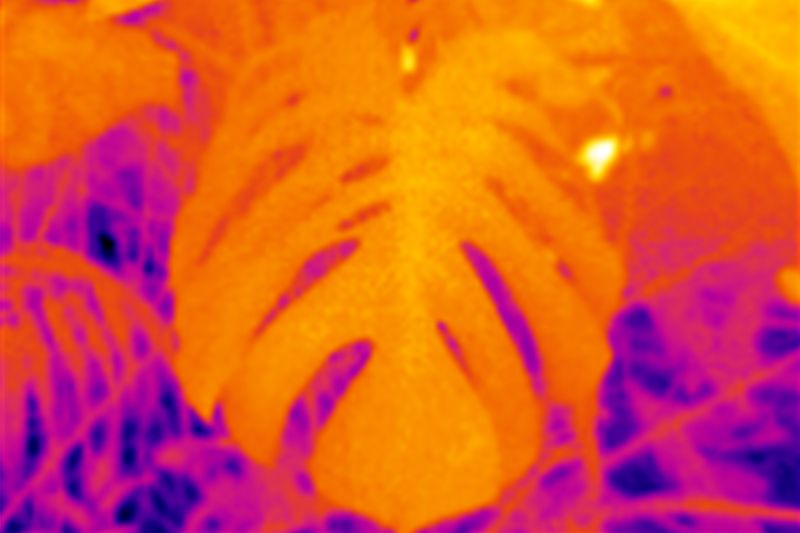 © Q - Image from the Three monkeys... well, maybe four photography project