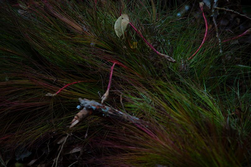 © Q - Image from the Three monkeys... well, maybe four photography project