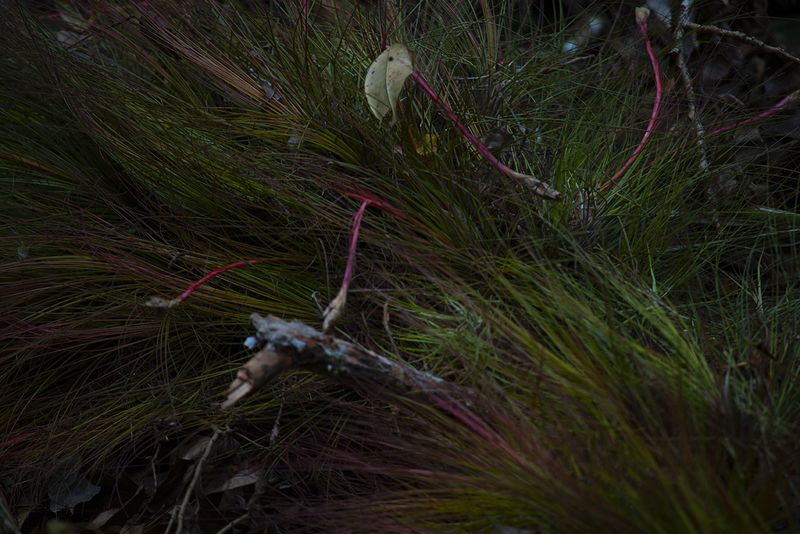 © Q - “Grass”, Guatemala Rainforest