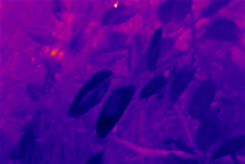 © Q - Image from the Three monkeys... well, maybe four photography project