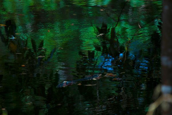 © Q - Image from the Three monkeys... well, maybe four photography project