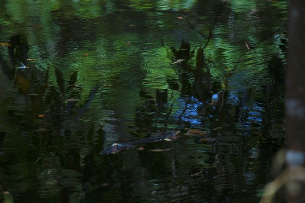 © Q - “Lake Atitlán”, Guatemala Rainforest