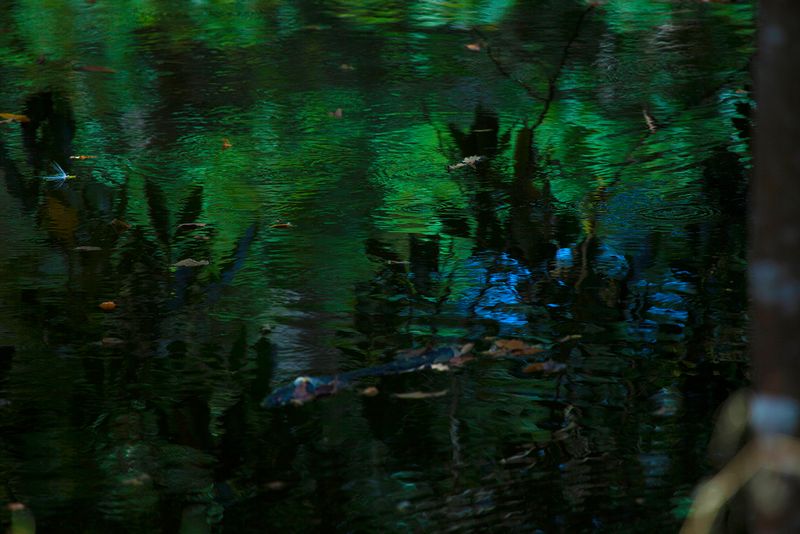 © Q - Image from the Three monkeys... well, maybe four photography project