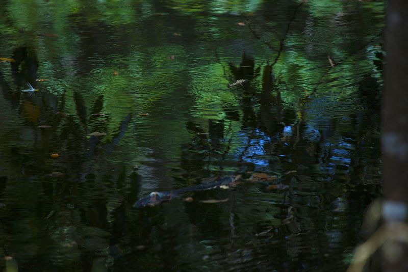 © Q - “Lake Atitlán”, Guatemala Rainforest