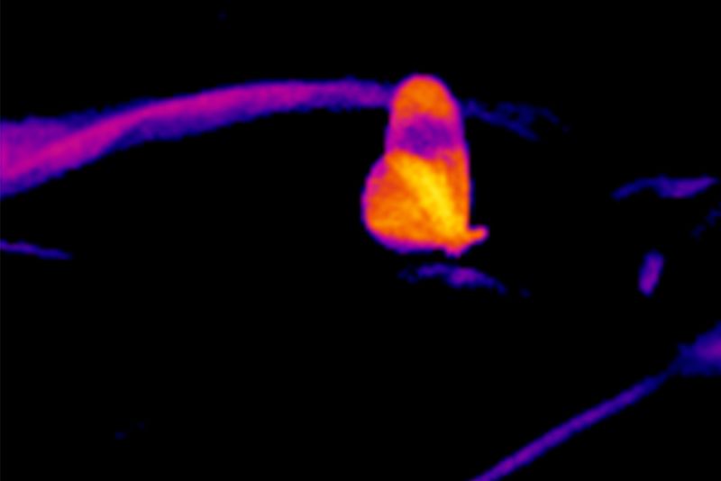 © Q - Image from the Three monkeys... well, maybe four photography project