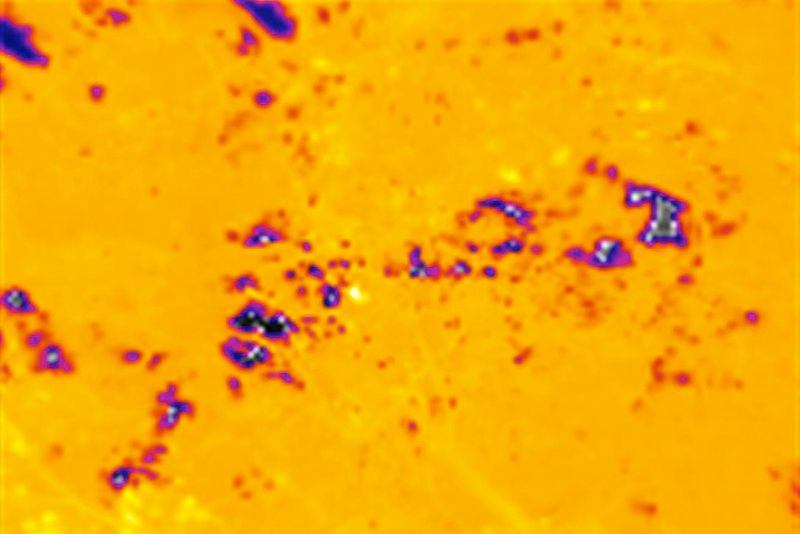 © Q - Image from the Three monkeys... well, maybe four photography project