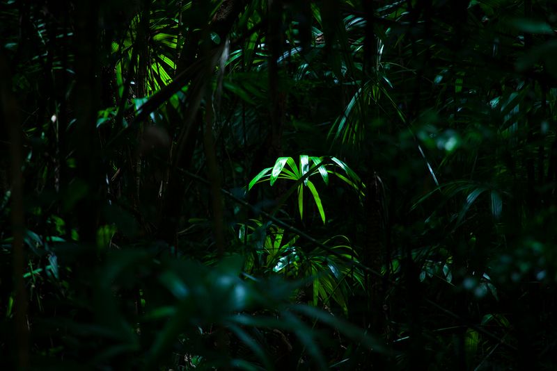 © Q - Image from the Three monkeys... well, maybe four photography project