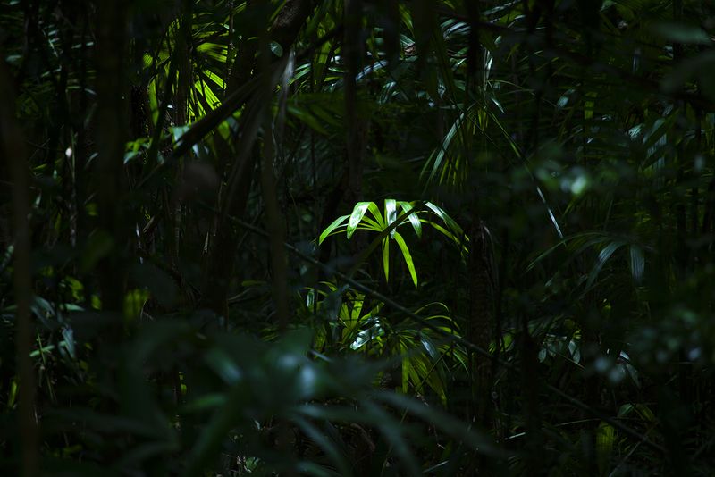 © Q - “Leaves”, Guatemala Rainforest