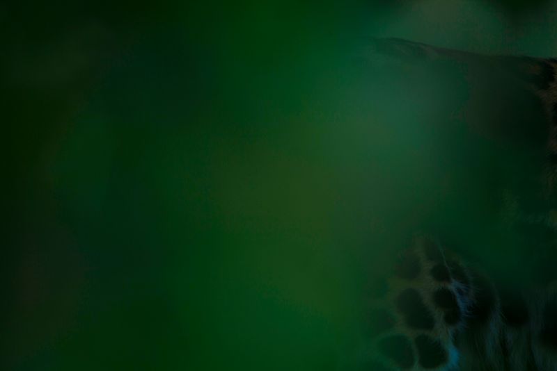 © Q - Image from the Three monkeys... well, maybe four photography project