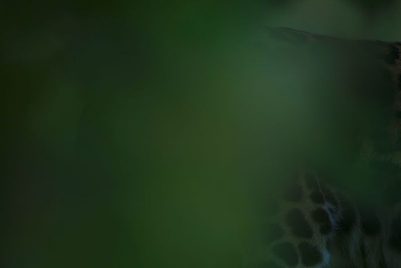 © Q - “Jaguar”, Guatemala Rainforest