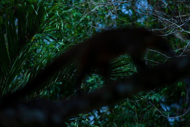 © Q - Image from the Three monkeys... well, maybe four photography project