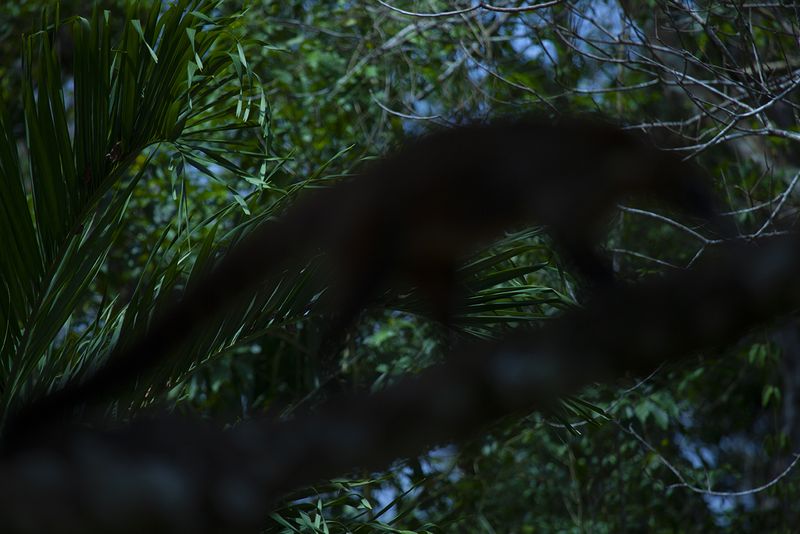 © Q - “Coati”, Guatemala Rainforest