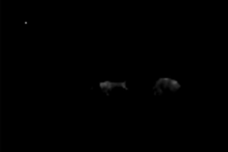 © Q - “Two deers and a moon”, Guatemala Rainforest