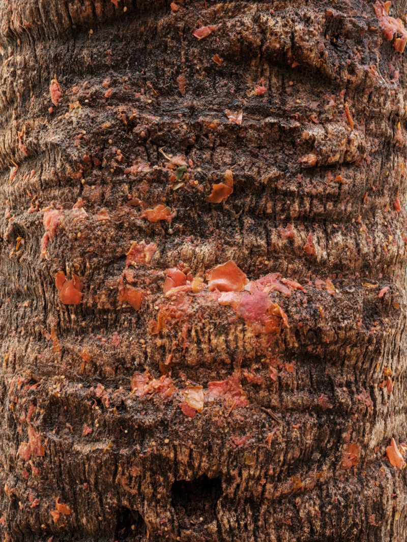 © Daniel Rihs - Image from the Tomato Travels photography project