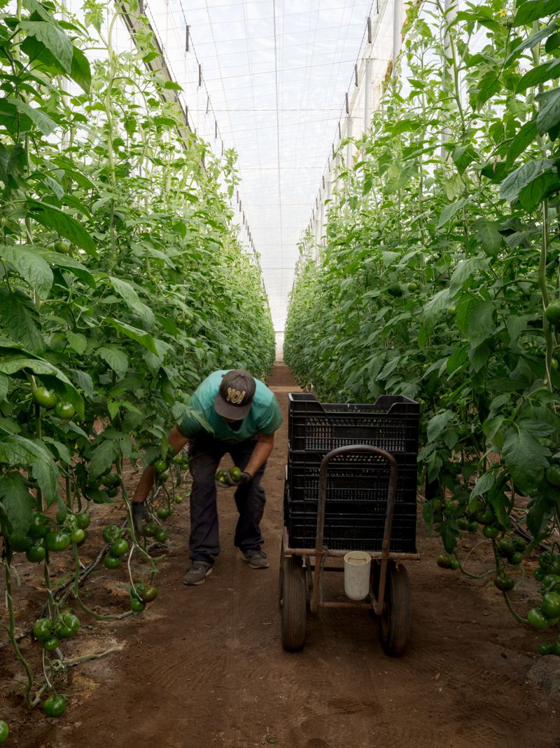 © Daniel Rihs - Image from the Tomato Travels photography project