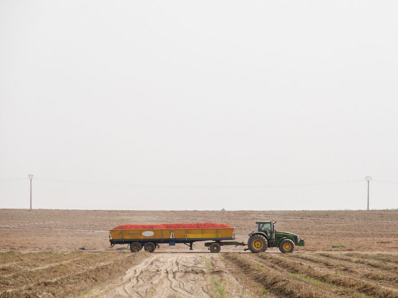 © Daniel Rihs - Image from the Tomato Travels photography project