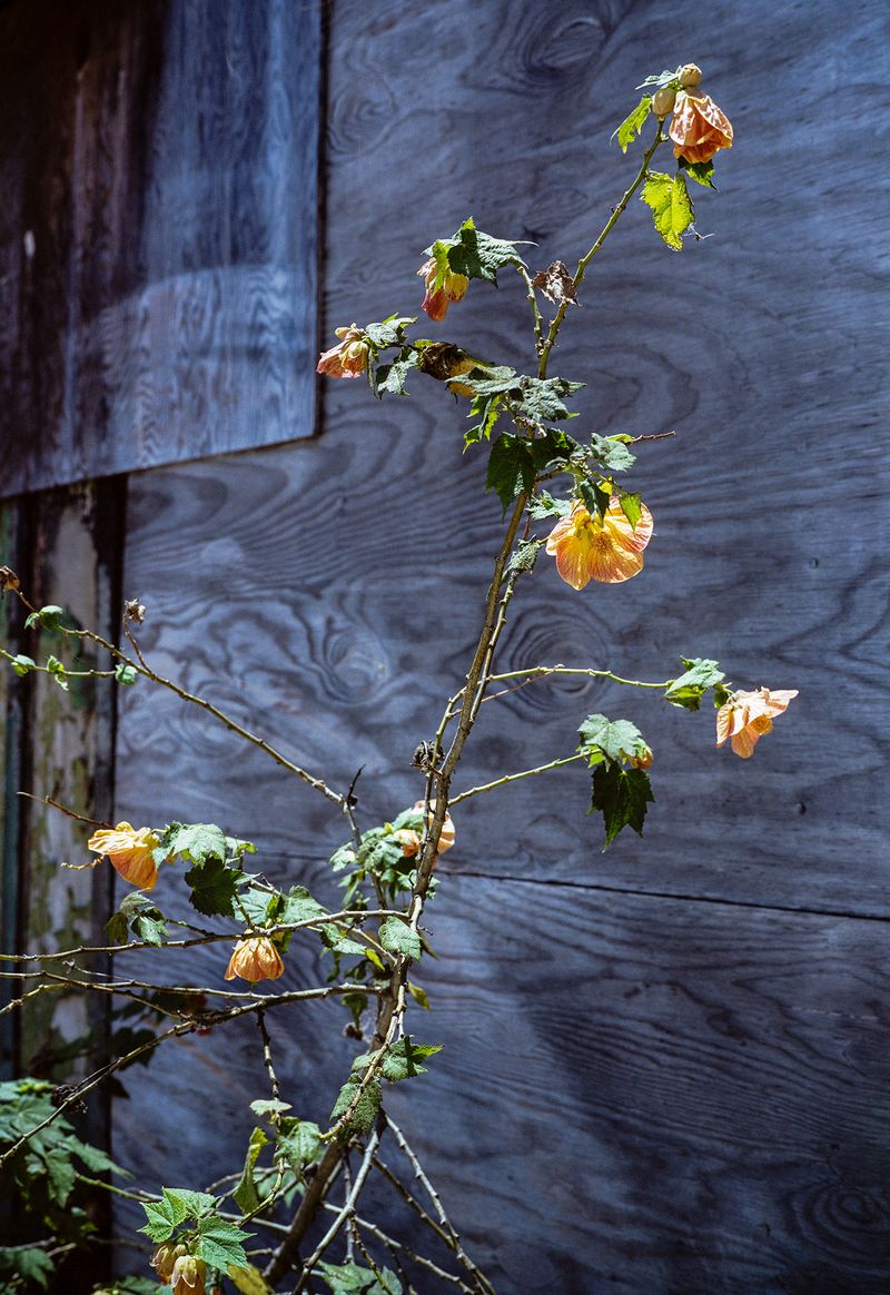 © David Johnson - San Francisco, Moscone Park202316.5 x 24 InchesArchival Pigment Print Edition of 4 with one Artist Proof