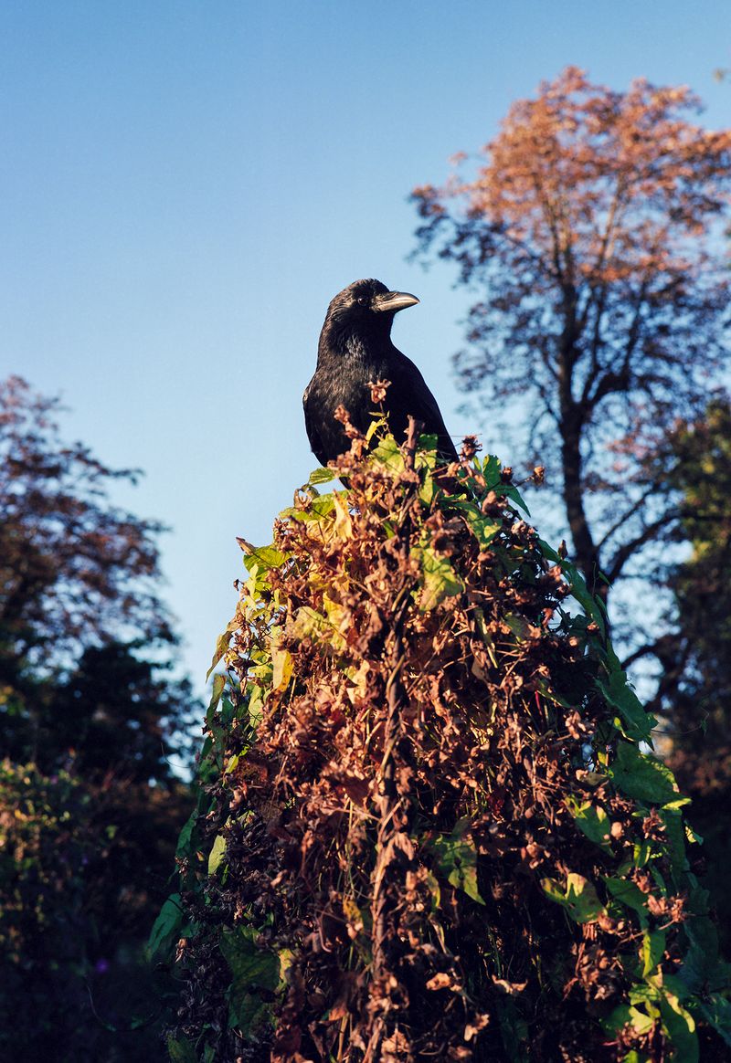 © David Johnson - Paris, Jardin des plantes202116.5 x 24 InchesArchival Pigment Print Edition of 4 with one Artist Proof