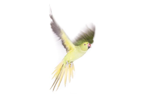 © Michela&amp;Emanuela Colombo - Image from the Aliens photography project