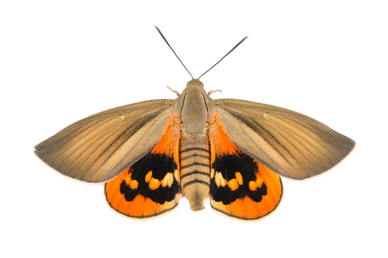 © Michela&amp;Emanuela Colombo - Image from the Aliens photography project