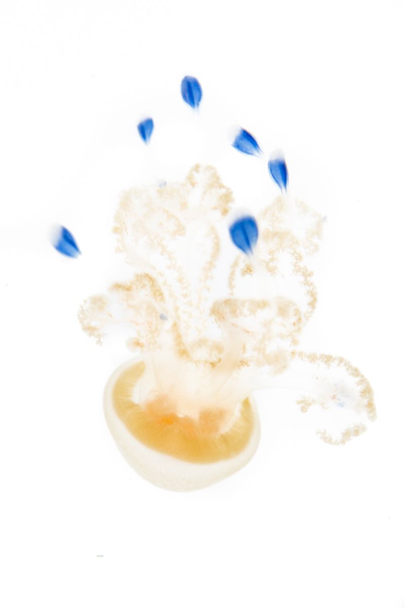 © Michela&amp;Emanuela Colombo - Image from the Aliens photography project