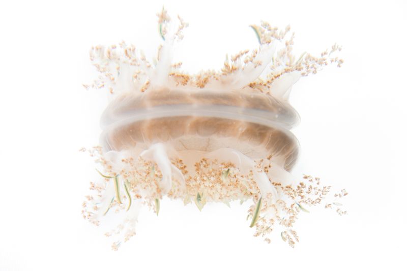 © Michela&amp;Emanuela Colombo - Image from the Aliens photography project