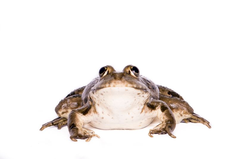 © Michela&amp;Emanuela Colombo - Image from the Aliens photography project