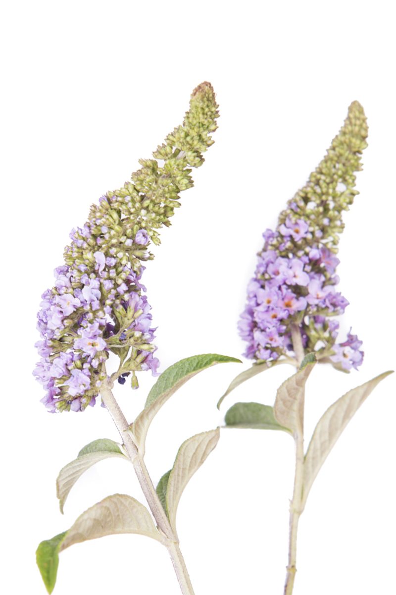 © Michela&amp;Emanuela Colombo - Image from the Aliens photography project