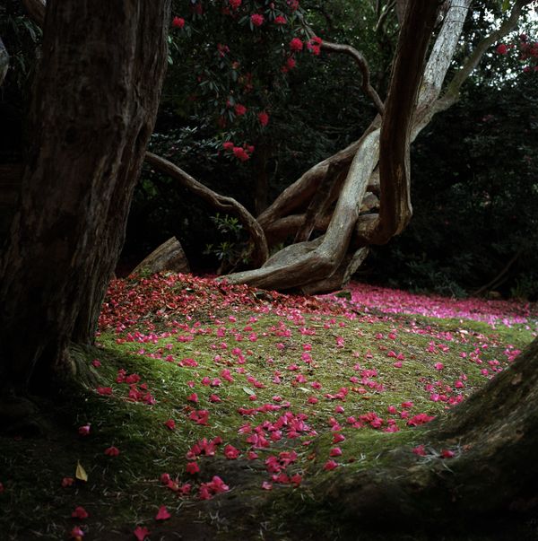 © Katharine Macdaid - Belfast, County Antrim