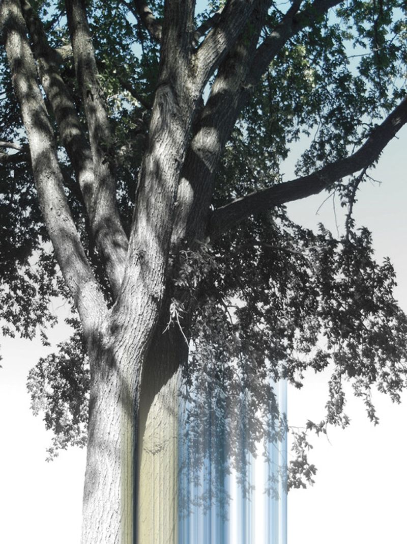 © Ellen Jantzen - from my series "Disturbing the Harmony"