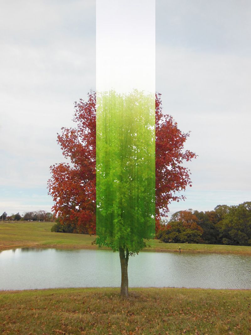 © Ellen Jantzen - from my series "Disturbing the Harmony"