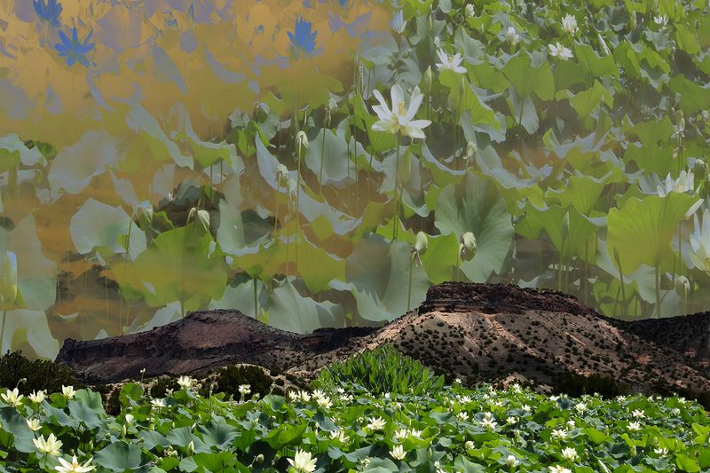 © Ellen Jantzen - Water Lily Strata