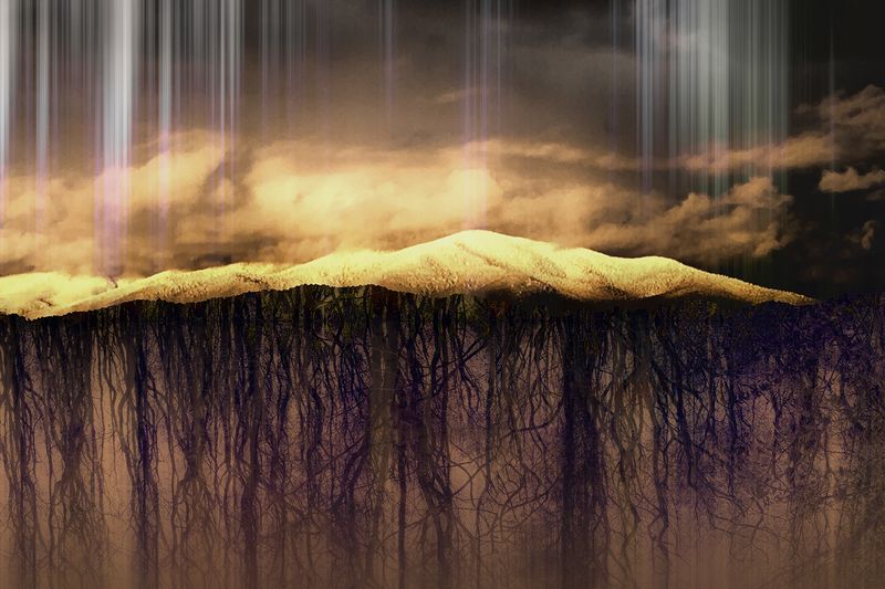 © Ellen Jantzen - Branches Grow Roots