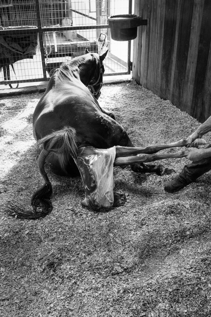 © Richard Sharum - Birth of a Colt. Stephenville, Texas. 03.03.2021