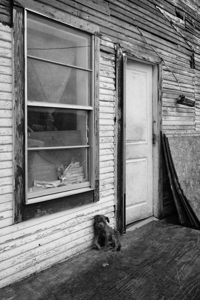 © Richard Sharum - Puppy with a broken leg. 2020.