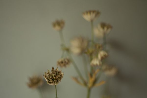 © Heather McDonough - Get well flowers from a friend