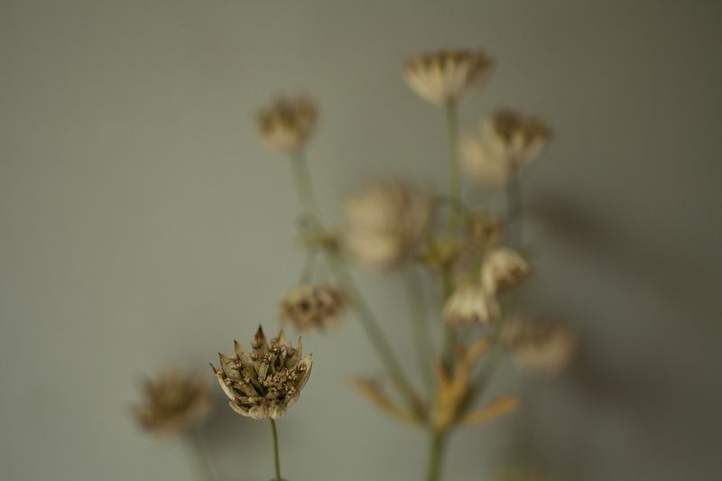 © Heather McDonough - Get well flowers from a friend
