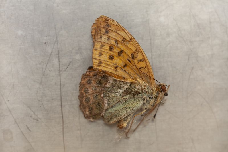© Heather McDonough - dead butterfly
