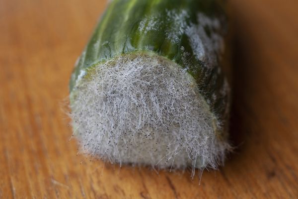 © Heather McDonough - forgotten cucumber