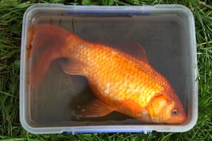 Stranger Than Fiction