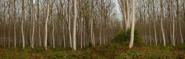 © Heather McDonough - Image from the Siegfried Line: photography project