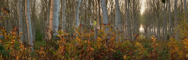 © Heather McDonough - Image from the Siegfried Line: photography project